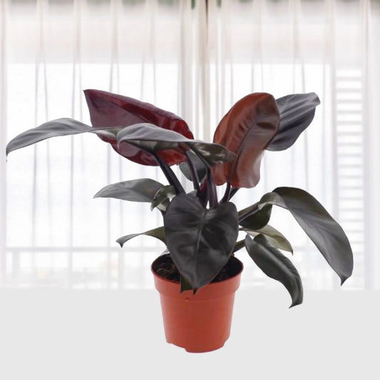 Philodendron black cardinal in 5inch pot