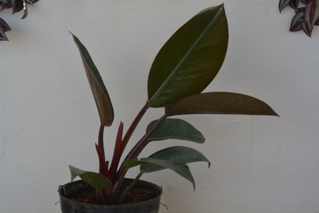 Philodendron black cardinal in 5inch pot