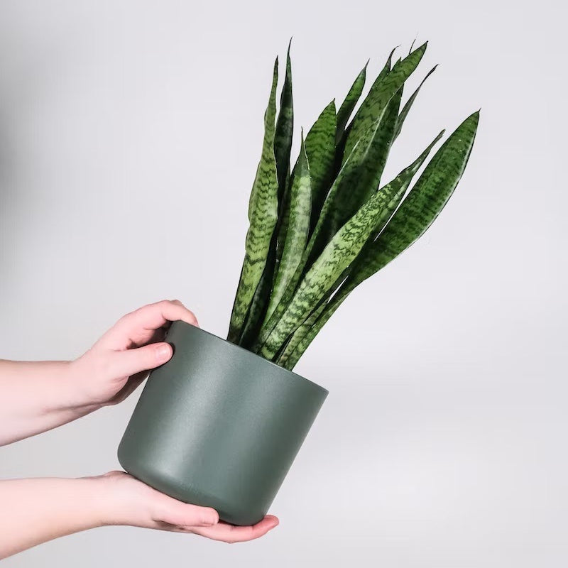 Snake plant in 5inch pot