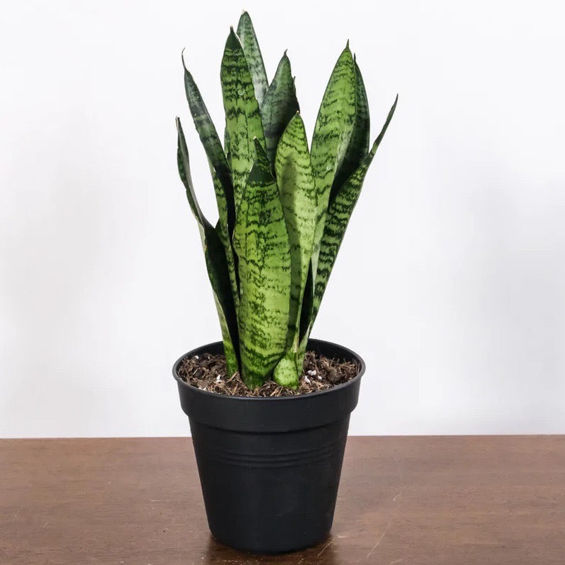 Snake plant in 5inch pot