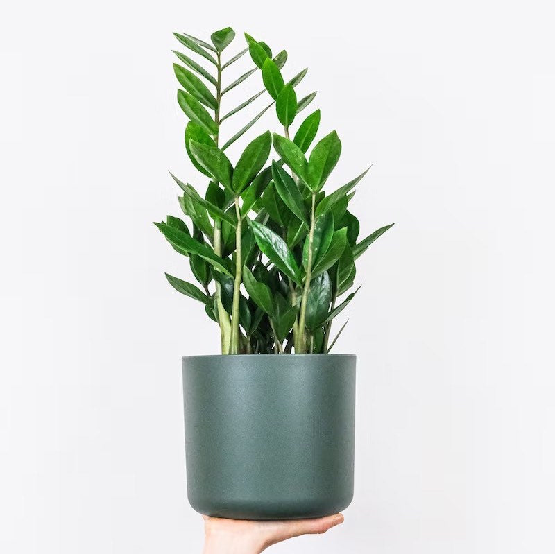 ZZ plant in 4 or 5inch pot