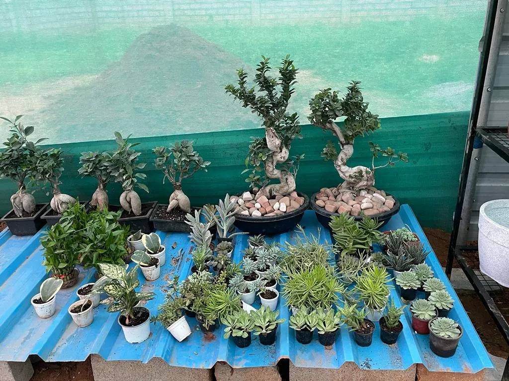 Low Maintenance Plants For Indoors