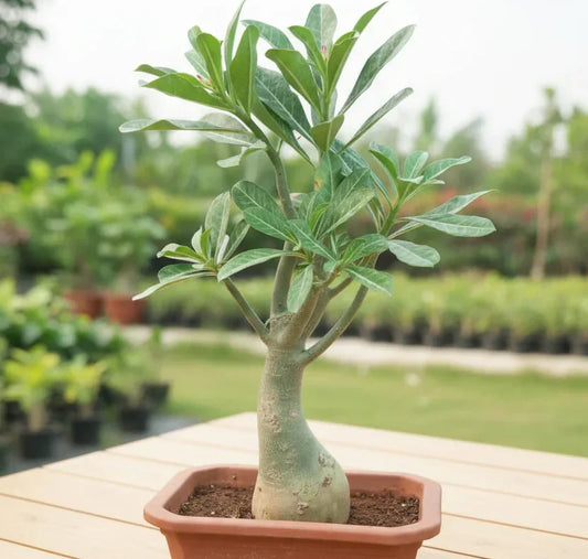 Bonsai Shedding Leaves