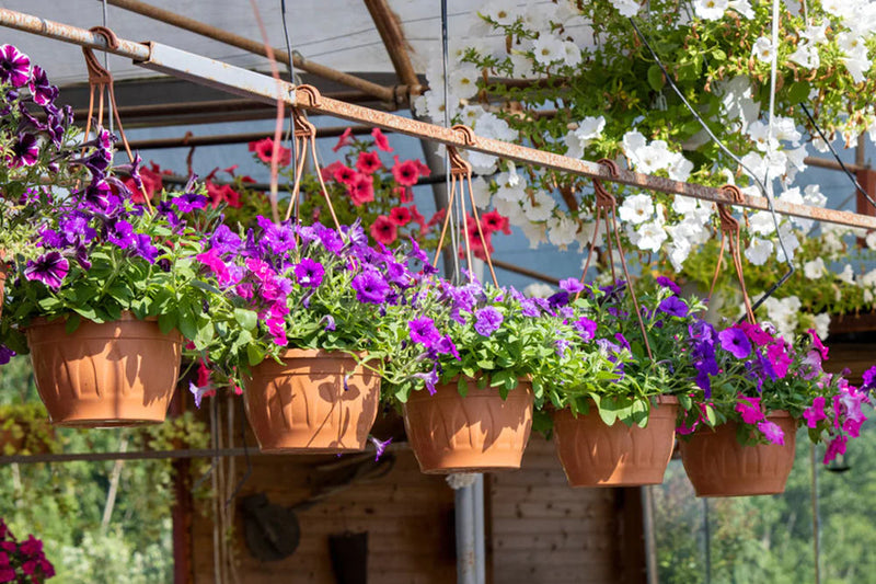 Top 5 Plants Grown in Indian Home Gardens