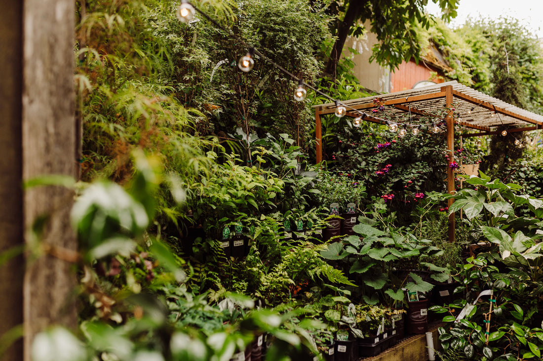 Benefits of Home Gardening