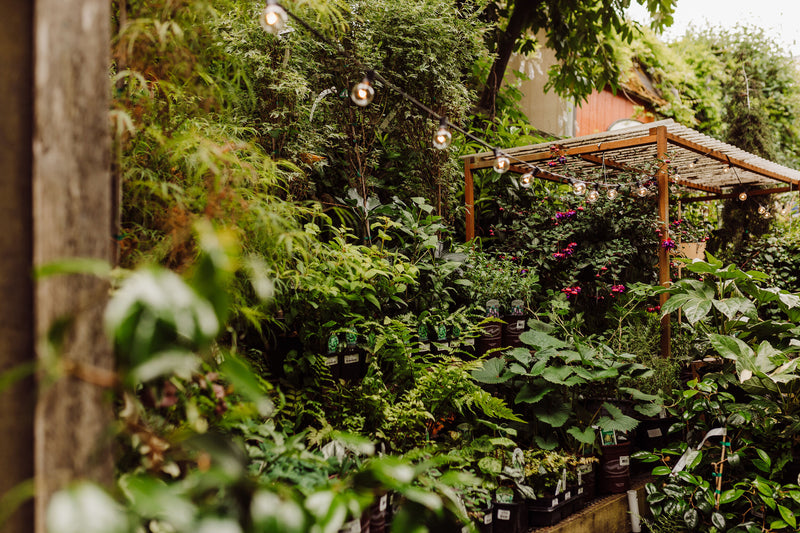 Benefits of Home Gardening