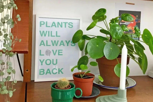 Interior Plants For Low Light