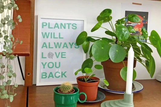 Interior Plants For Low Light