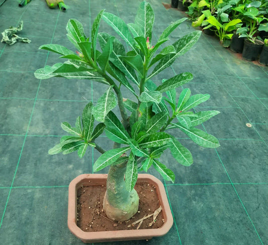 Is It Good To Keep Bonsai Plants At Home?
