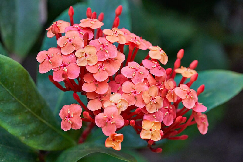 Indoor Flowering Plants Without Sunlight