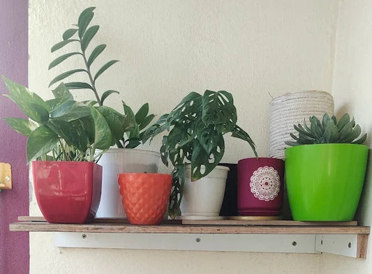 Small Potted Plants For Indoors