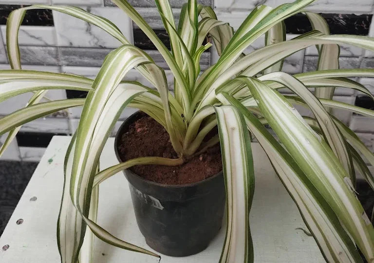 online pet-friendly indoor plants in Bangalore
