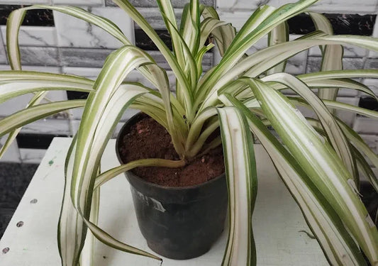 online pet-friendly indoor plants in Bangalore