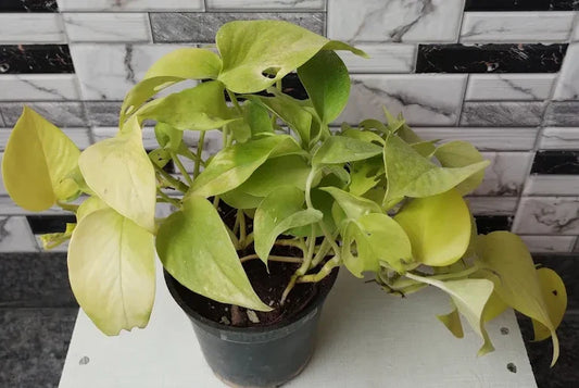 Why My Indoor Plant Is Turning Yellow