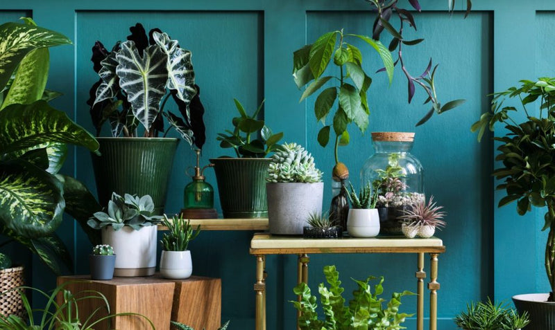 Top 10 most useful plants for home