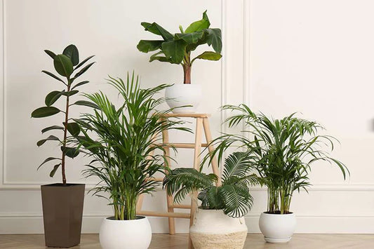 The Definitive Compilation of Indoor Plants for a Healthier Home