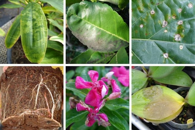 Common indoor plant issues and remedies