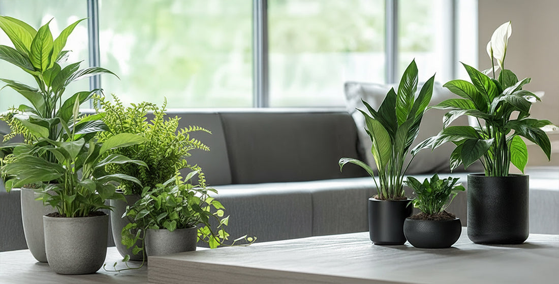 Best Indoor Plants For Air Purification