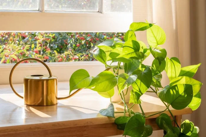 Propagating Pothos: How to Grow Your Own Indoor Oasis