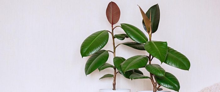 Rubber plant propagation