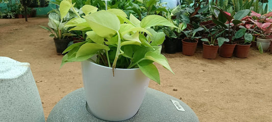 Why My Money Plant Is Not Growing