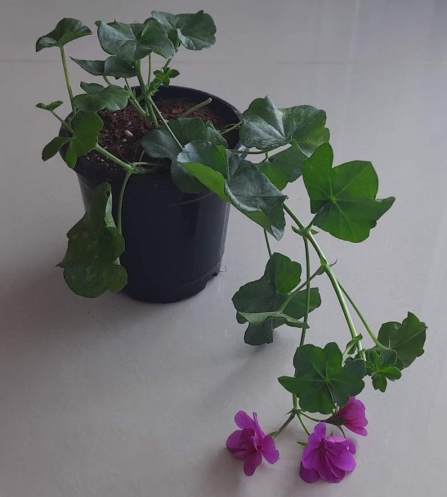 geranium ivy(any color)