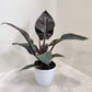 Potted plant with large dark green leaves on a light surface with a neutral background