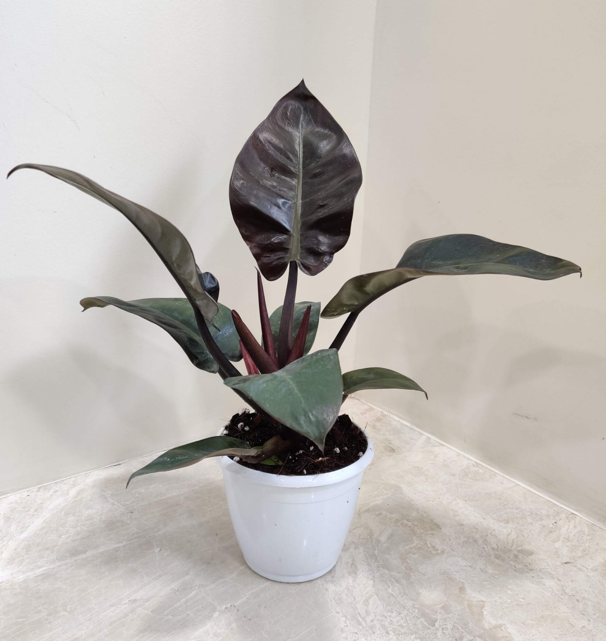 Potted plant with large dark green leaves on a light surface with a neutral background
