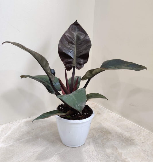 Potted plant with large dark green leaves on a light surface with a neutral background