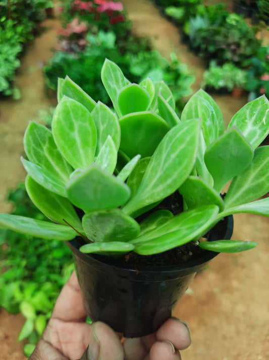 Senecio Obovatus
