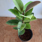 Rubber Plant variegated in 5-inch pot