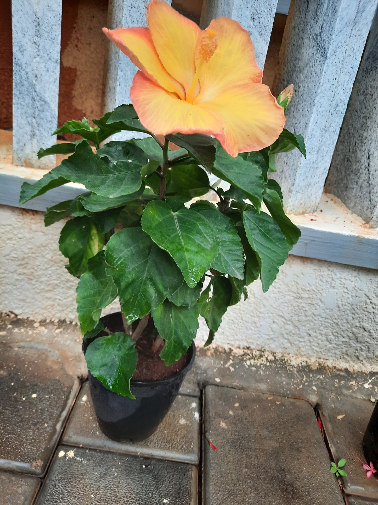 Dwarf Hibiscus (Any color)