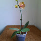 Phalaenopsis orchid with blooms