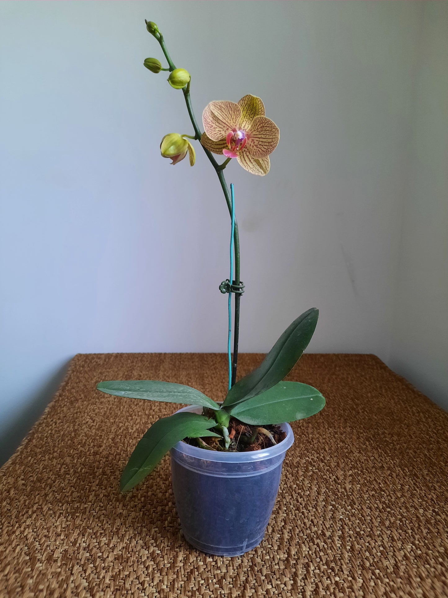 Phalaenopsis orchid with blooms