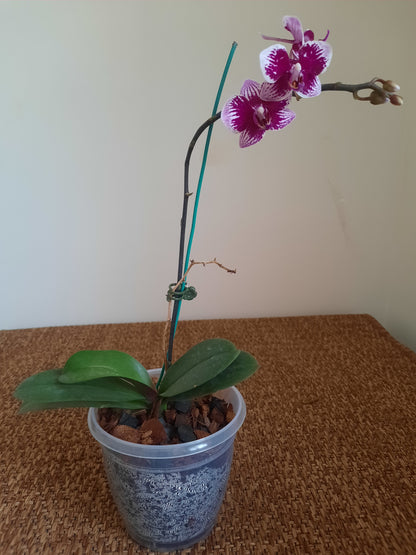 Phalaenopsis orchid with blooms