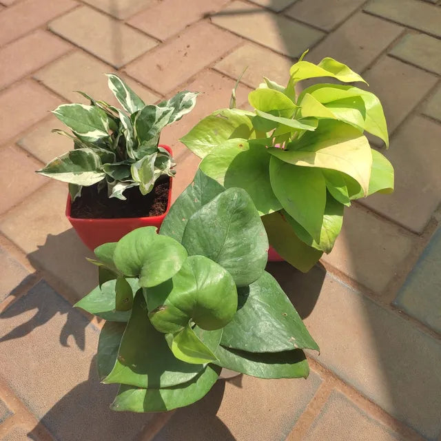 Set of 3 - Money Plants (Green, Golden & N'joy) all in 4inch pot