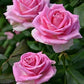 rose(any color)