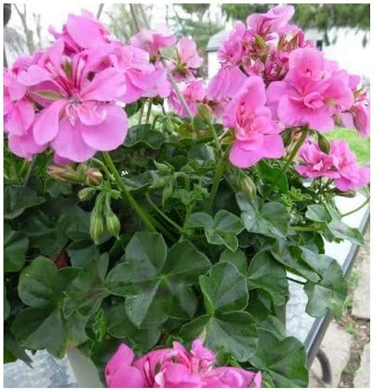 Geranium ivy(any color) in 4inch pot