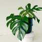 Monstera Deliciosa Minima