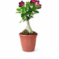 Potted plant with red flowers on a white background