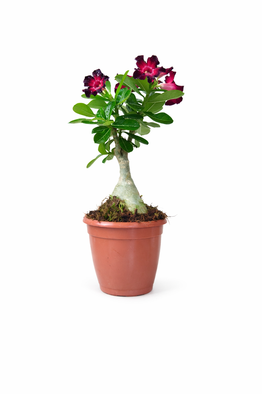 Potted plant with red flowers on a white background