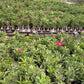 Row of potted plants with green foliage and pink flowers in a garden setting.