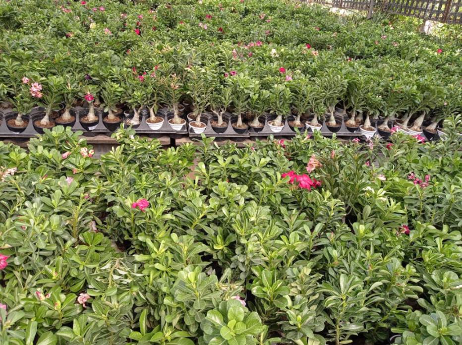 Row of potted plants with green foliage and pink flowers in a garden setting.
