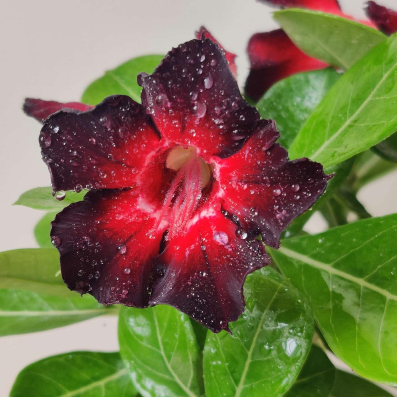 Close-up of a red flower with green leaves on a light background