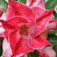 Close-up of a pink flower with water droplets on petals