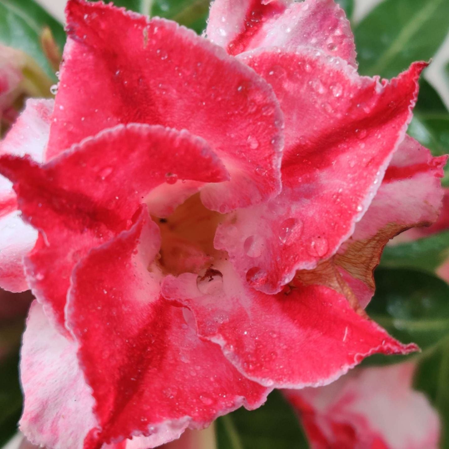 Close-up of a pink flower with water droplets on petals