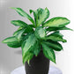 Potted plant with green and yellow leaves on a neutral background