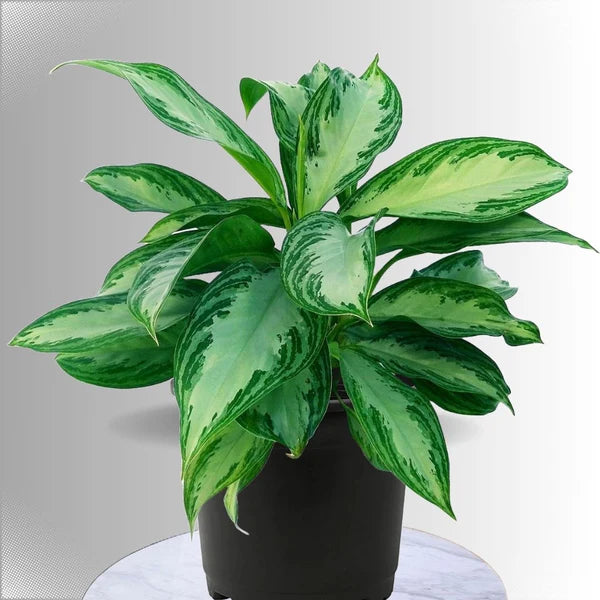 Potted plant with green and yellow leaves on a neutral background