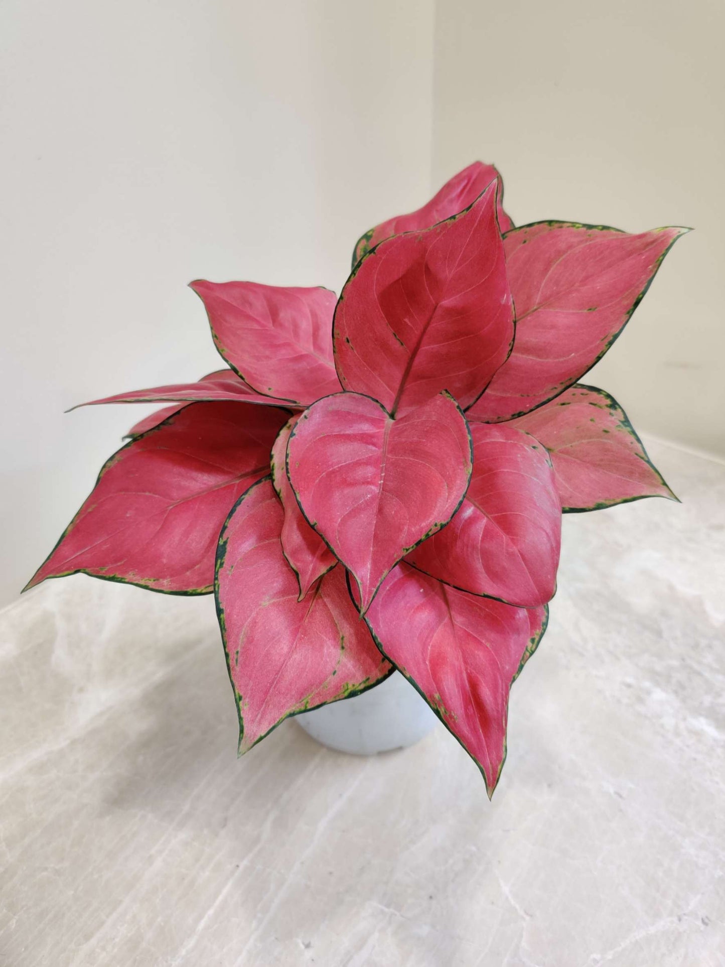 Aglaonema 'Pink Beauty' 12 cm pot