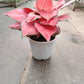 Aglonema Diamond Red in 12 cm pot